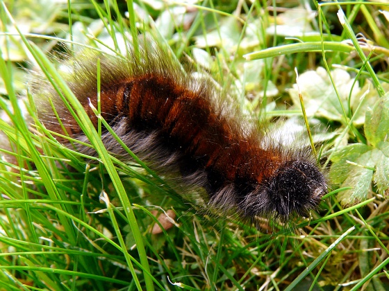 chenille_bombyx.jpg