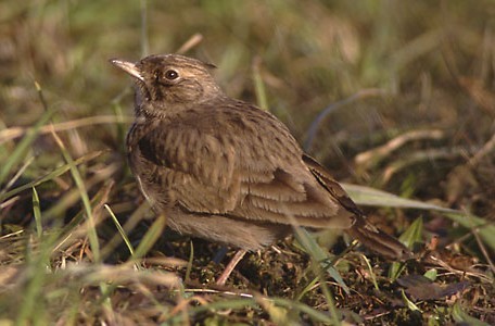 coche_vis_huppe.jpg