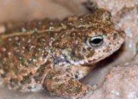 crapaud%20calamite.jpg